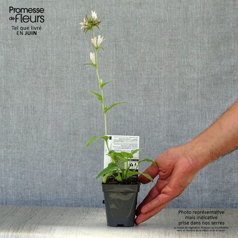 Esemplare di Campanula glomerata Alba - Campanula agglomerata Vasetto da 8/9 cm consegnato in estate