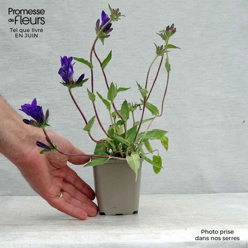 Esemplare di Campanula glomerata Joan Elliot - Campanula agglomerata Vasetto da 8/9 cm consegnato in estate