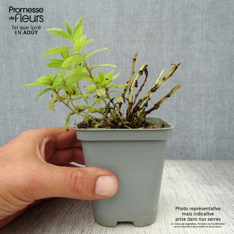 Esemplare di Campanula lactiflora Prichard's variety Vasetto da 8/9 cm consegnato in estate
