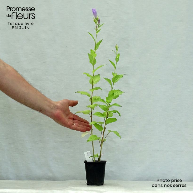 Esemplare di Campanula latifolia var. macrantha - Campanula maggiore Vasetto da 8/9 cm consegnato in estate