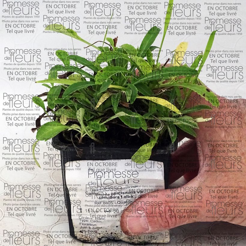 Esempio di esemplare Campanula persicifolia var. planiflora Alba - Campanula con foglie di pesco Vasetto da 8/9 cm come consegnato
