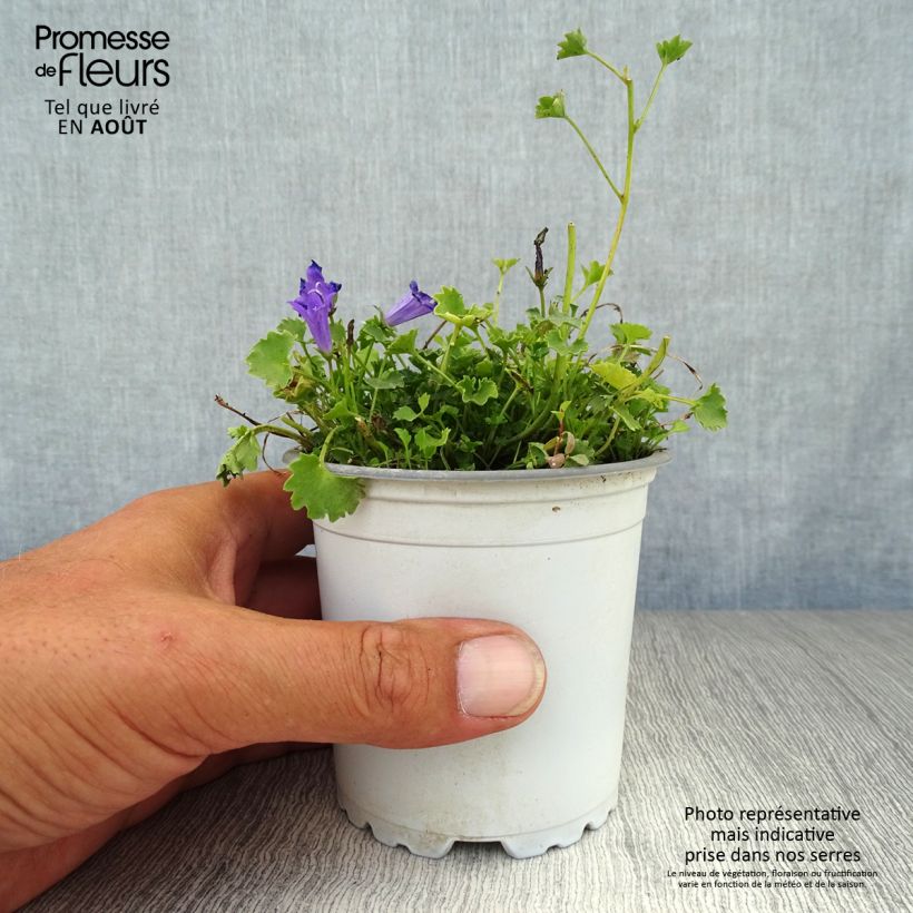 Esemplare di Campanula poscharskyana - Campanula serba Vasetto da 7/8 cm consegnato in estate