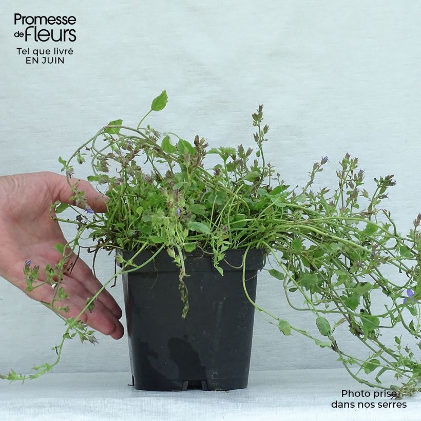 Esemplare di Campanula poscharskyana - Campanula serba Vaso da 2L/3L consegnato in estate