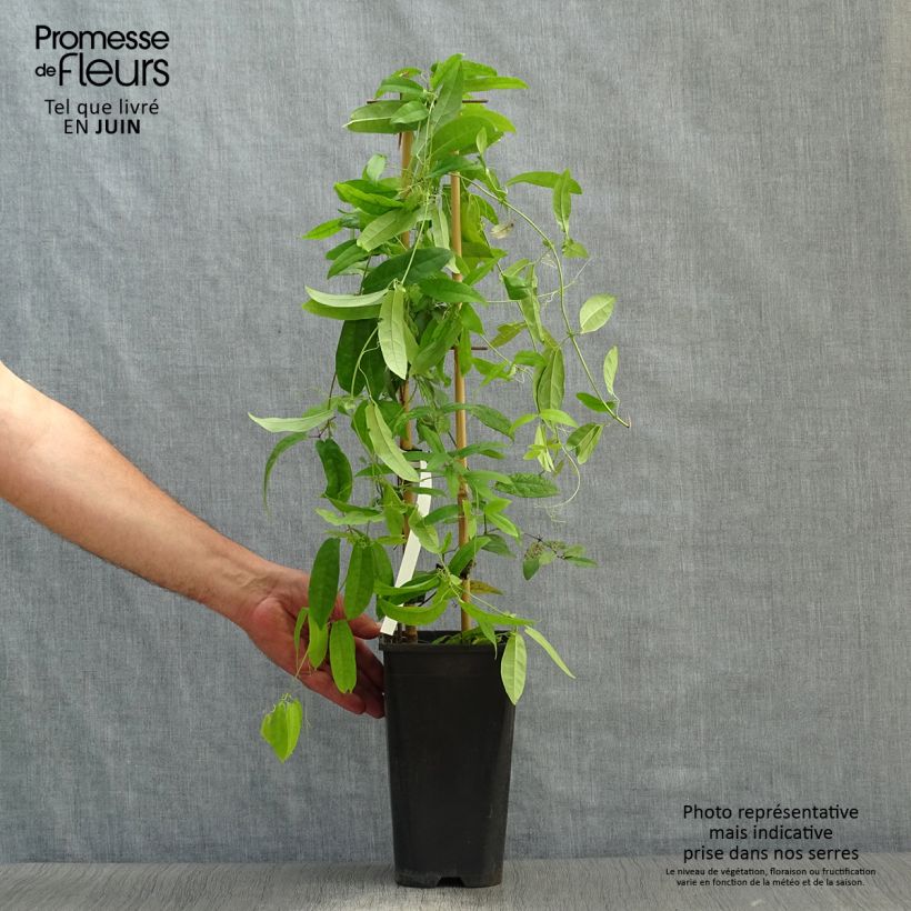 Esemplare di Campsis capreolata Atrosanguinea Vaso da 2L/3L consegnato in estate