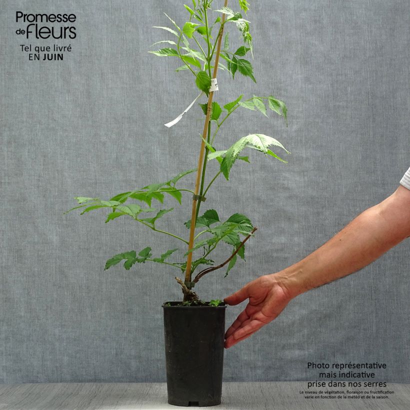 Esemplare di Campsis grandiflora - Bignonia Vaso da 2L/3L consegnato in estate