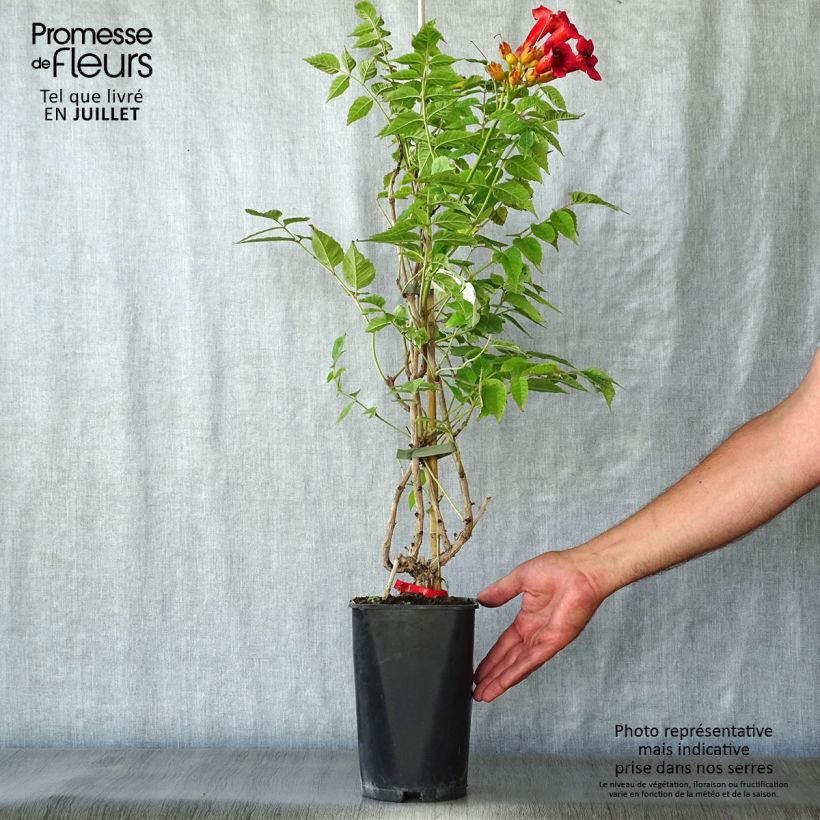 Esemplare di Campsis radicans Stromboli - Bignonia Vaso da 2L/3L consegnato in estate