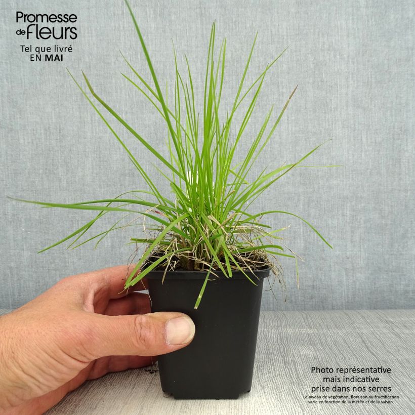 Deschampsia caespitosa Northern Lights Vasetto da 8/9 cm esemplare consegnato in primavera