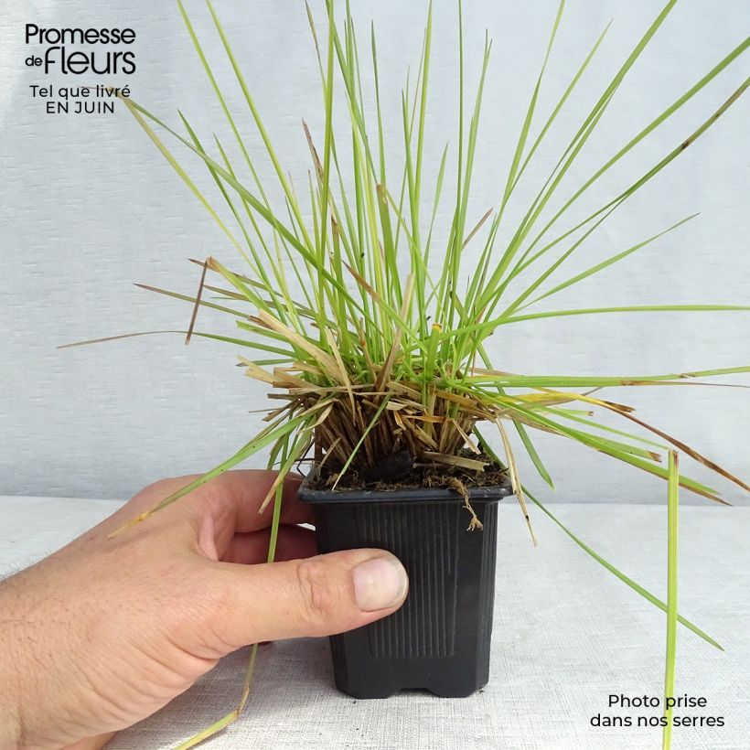Esemplare di Deschampsia caespitosa Tauträger Vasetto da 8/9 cm consegnato in estate