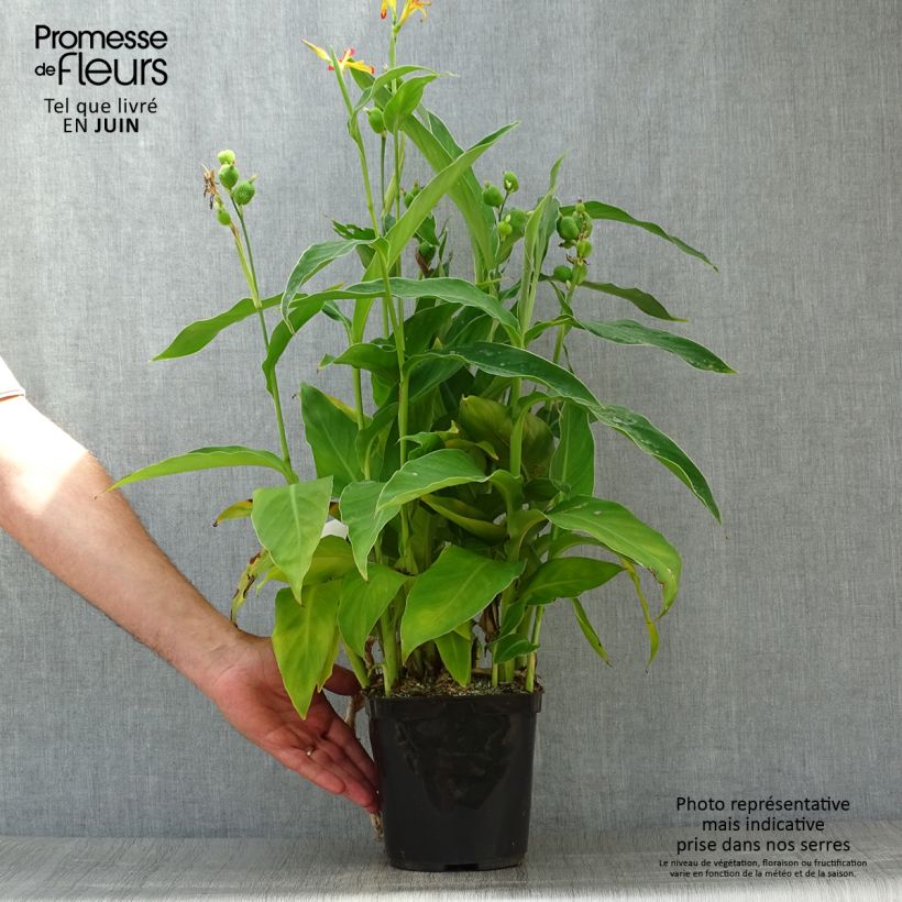 Esemplare di Canna edulis - Canna d'India Vaso da 2L/3L consegnato in estate