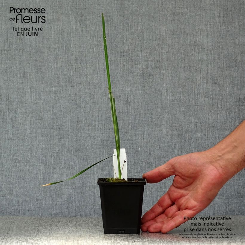 Esemplare di Dierama pulcherrimum Vasetto da 8/9 cm consegnato in estate