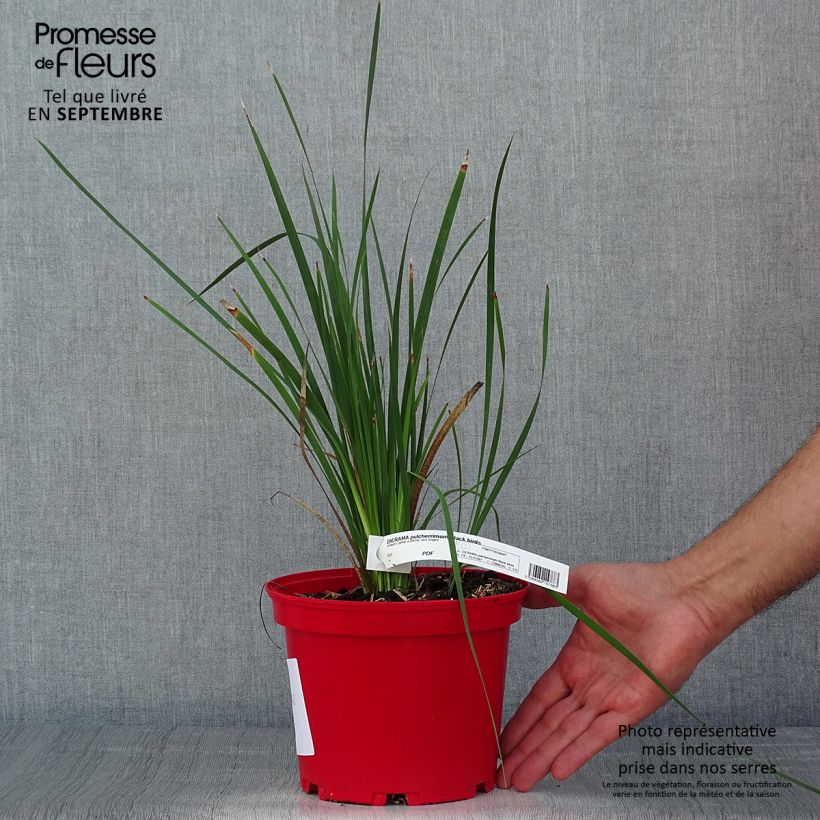 Esemplare di Dierama pulcherrimum Blackbird Vaso da 2L/3L consegnato in estate