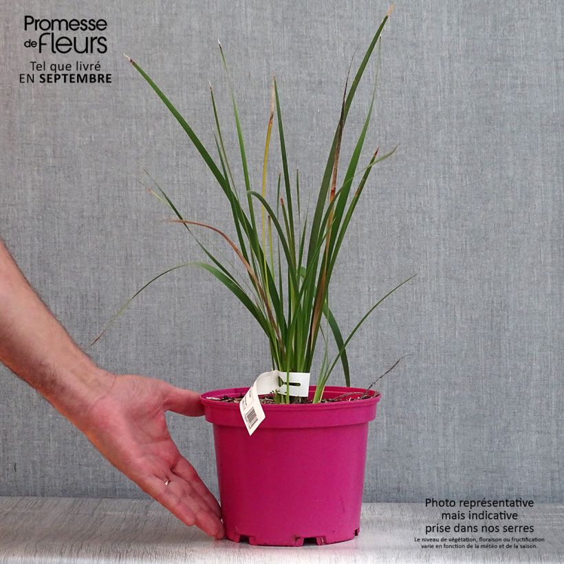 Esemplare di Dierama Pink Rocket Vaso da 2L/3L consegnato in estate