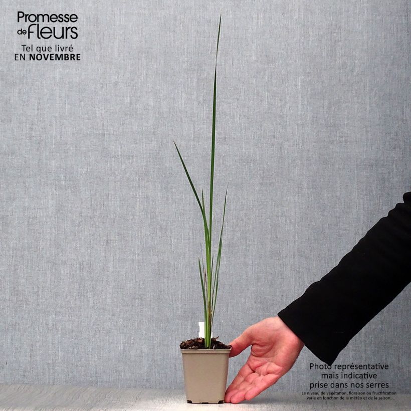 Esemplare di Dierama trichorhizum Vasetto da 8/9 cm come consegnato in autunno