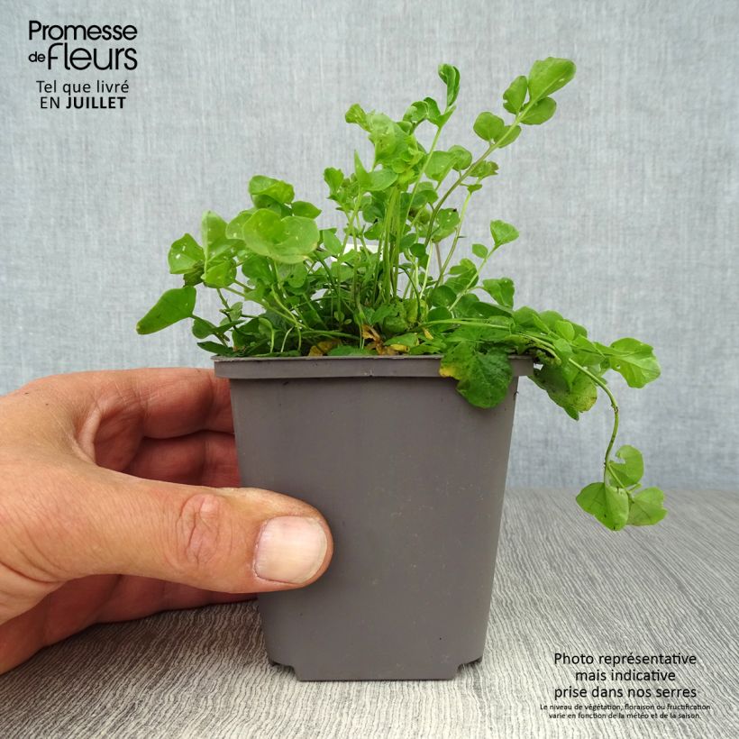 Esemplare di Cardamine pratensis - Billeri dei prati Vasetto da 8/9 cm consegnato in estate