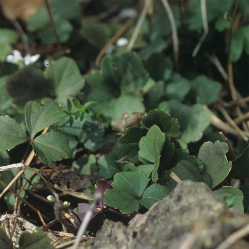 Cardamine trifolia - Billeri a tre foglie (Fogliame)