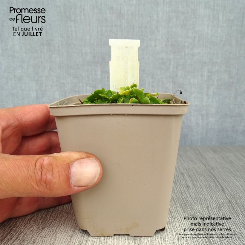 Esemplare di Cardamine trifolia - Billeri a tre foglie Vasetto da 8/9 cm consegnato in estate
