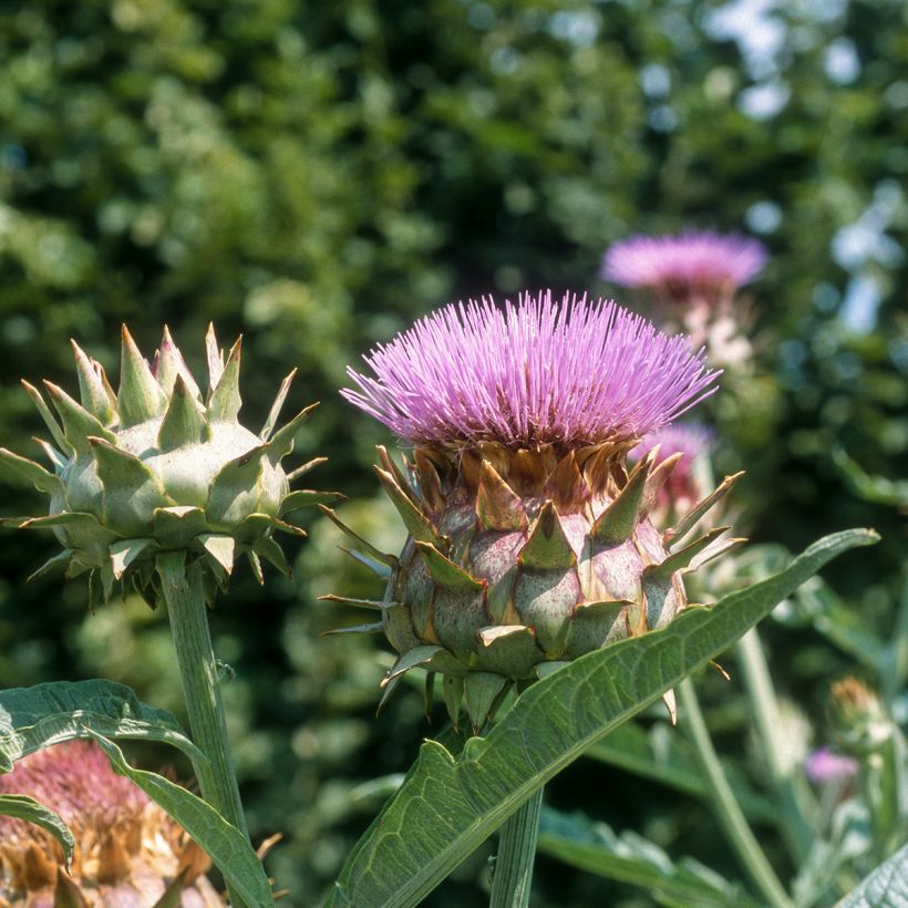 Cardo plein blanc inerme (Fioritura)