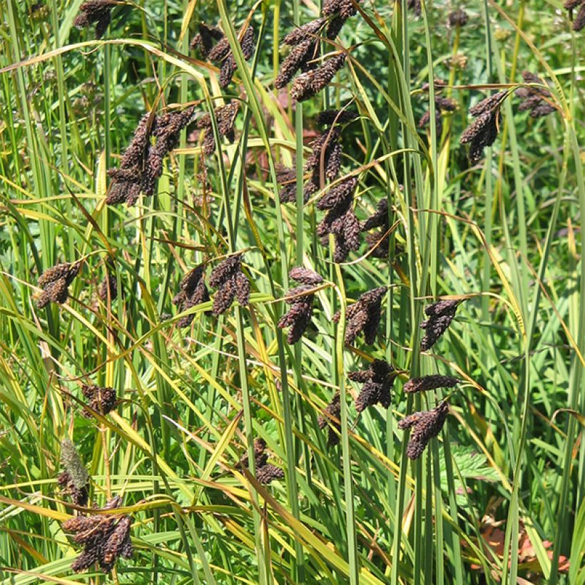 Carex atrata - Carice abbronzata (Fioritura)
