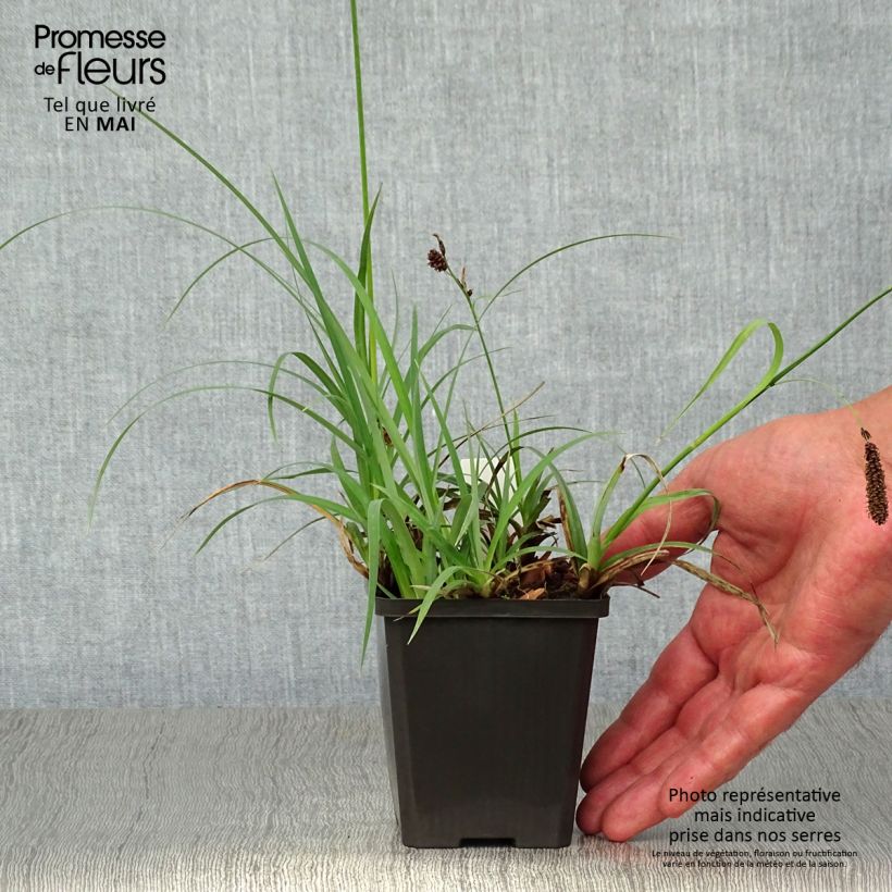 Carex atrata - Carice abbronzata Vasetto da 8/9 cm esemplare consegnato in primavera