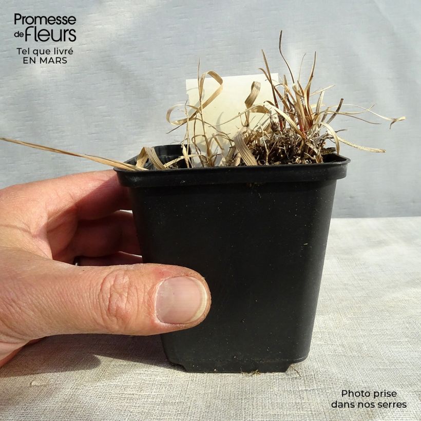 Carex berggrenii Vasetto da 8/9 cm esemplare consegnato in primavera