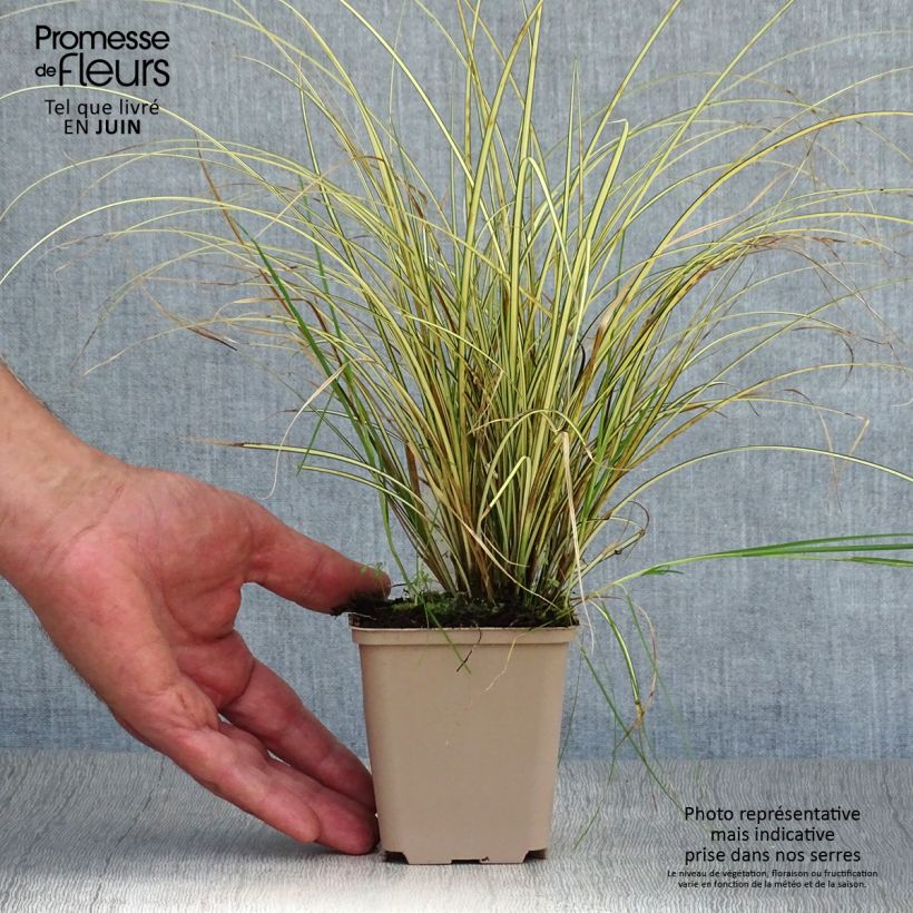 Esemplare di Carex brunnea Jenneke Vasetto da 8/9 cm consegnato in estate