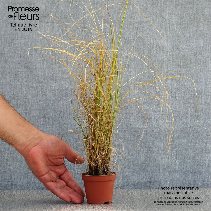 Esemplare di Carex brunnea Variegata Vasetto da 8/9 cm consegnato in estate