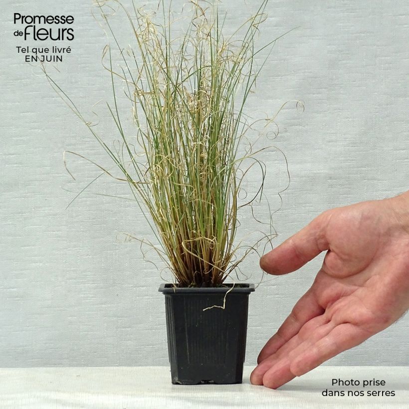 Esemplare di Carex buchananii Viridis - Carice di Buchanan Vasetto da 8/9 cm consegnato in estate