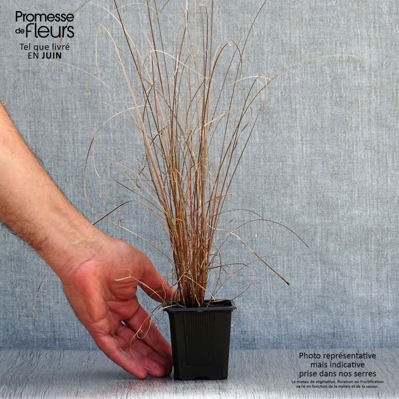 Esemplare di Carex buchananii - Carice di Buchanan Vasetto da 8/9 cm consegnato in estate