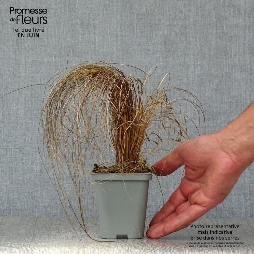 Esemplare di Carex comans Bronze Form Vasetto da 8/9 cm consegnato in estate