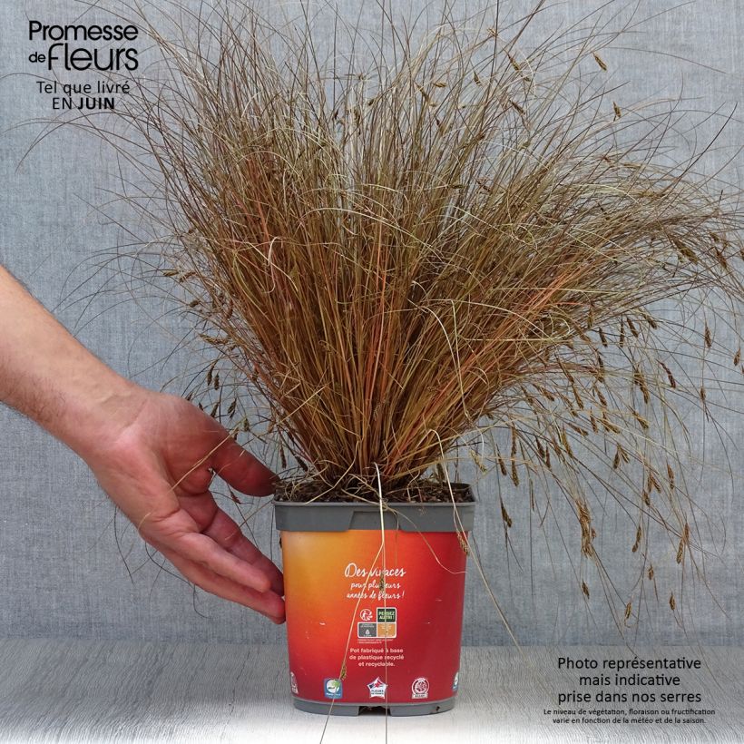 Esemplare di Carex comans Bronze Form Vaso da 2L/3L consegnato in estate