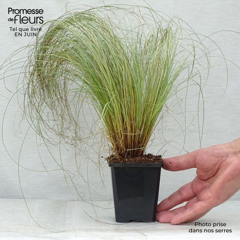 Esemplare di Carex comans Frosted Curls Vasetto da 8/9 cm consegnato in estate