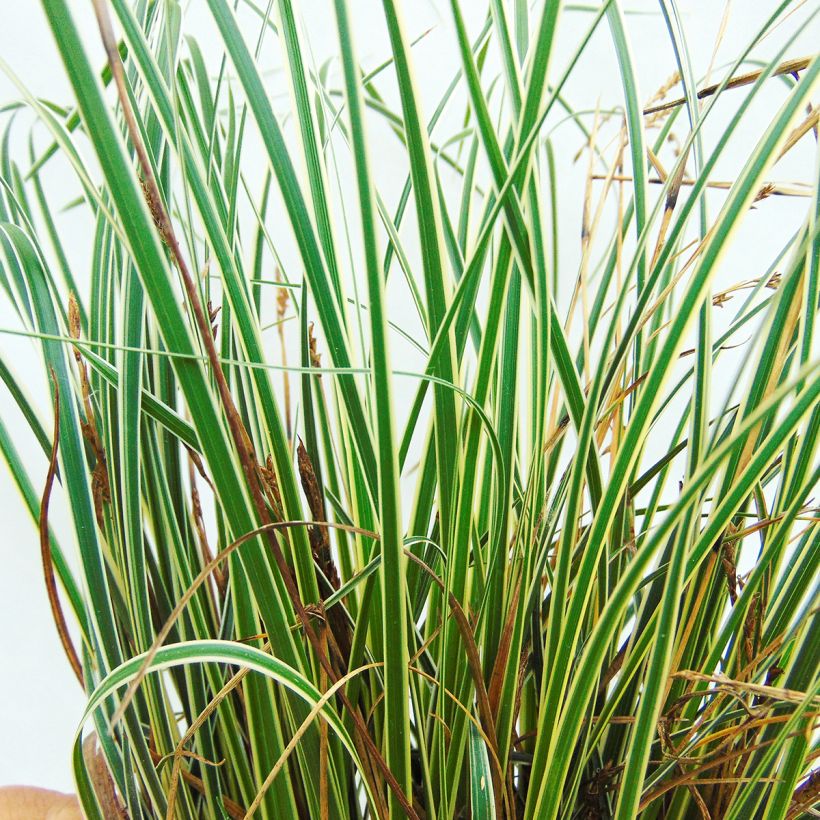 Carex conica Snowline (Fogliame)