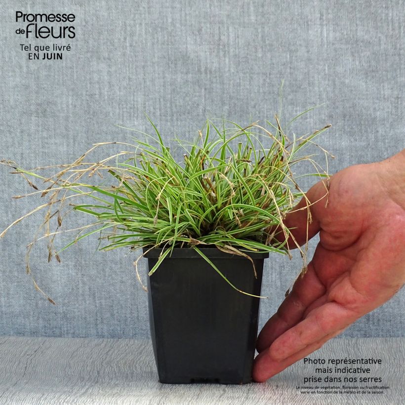 Esemplare di Carex conica Snowline Vasetto da 8/9 cm consegnato in estate