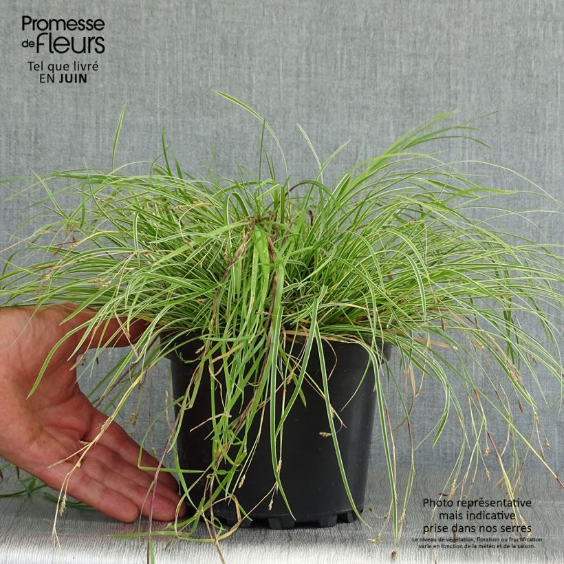 Esemplare di Carex conica Snowline Vaso da 2L/3L consegnato in estate