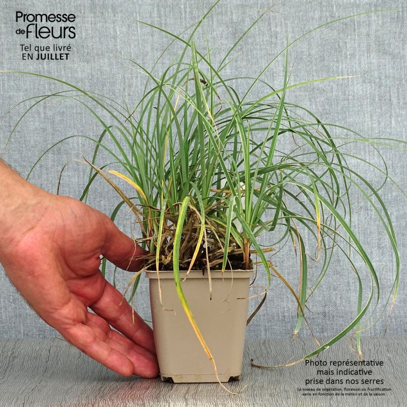 Esemplare di Carex flacca Blue Zinger - Carice glauca Vasetto da 8/9 cm consegnato in estate