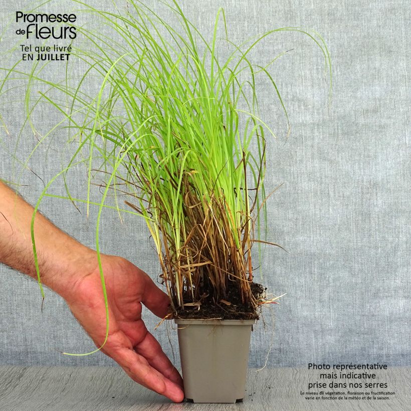 Esemplare di Carex flacca - Carice glauca Vasetto da 8/9 cm consegnato in estate