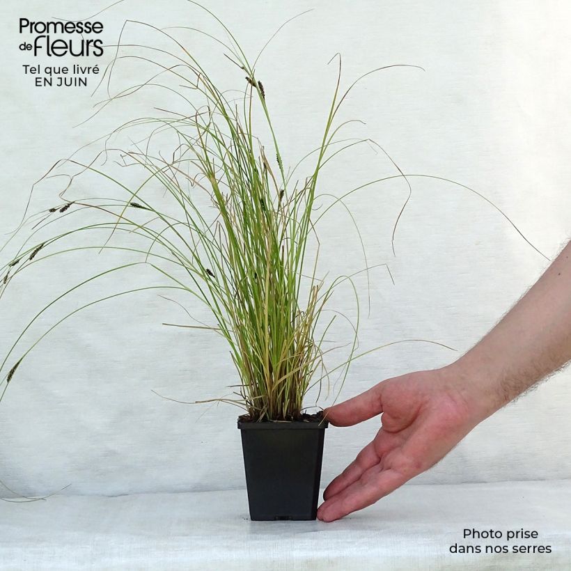 Esemplare di Carex flagellifera Kiwi Vasetto da 8/9 cm consegnato in estate