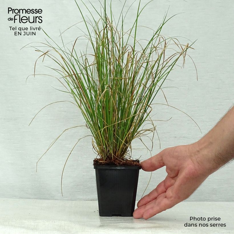 Esemplare di Carex flagellifera Vasetto da 8/9 cm consegnato in estate