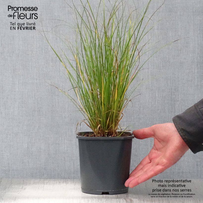 Carex flagellifera Vaso da 2L/3L esemplare consegnato in inverno