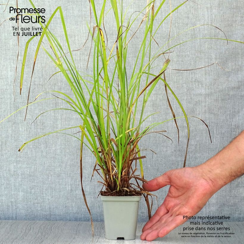 Esemplare di Carex grayi Vasetto da 8/9 cm consegnato in estate