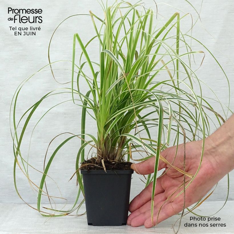 Esemplare di Carex oshimensis Feather Falls - Carice giapponese Vasetto da 8/9 cm consegnato in estate