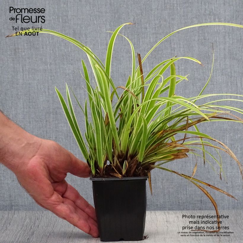 Esemplare di Carex morrowii subsp. foliosissima Aureovariegata - Carice variegato Vasetto da 8/9 cm consegnato in estate