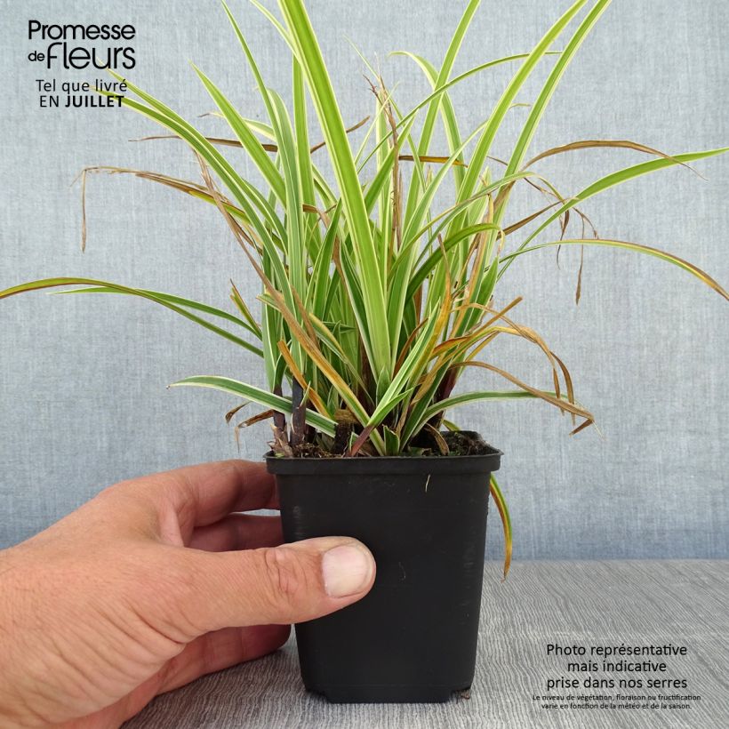 Esemplare di Carex morrowii Goldband - Carice variegato Vasetto da 8/9 cm consegnato in estate