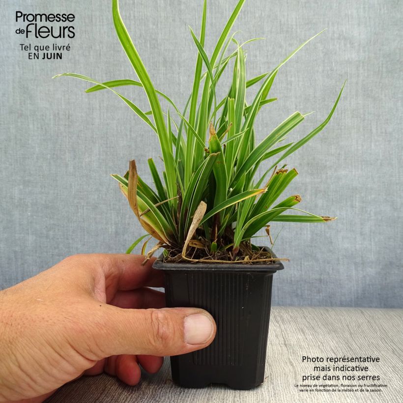 Esemplare di Carex morrowii Ice Dance - Carice variegato Vasetto da 8/9 cm consegnato in estate