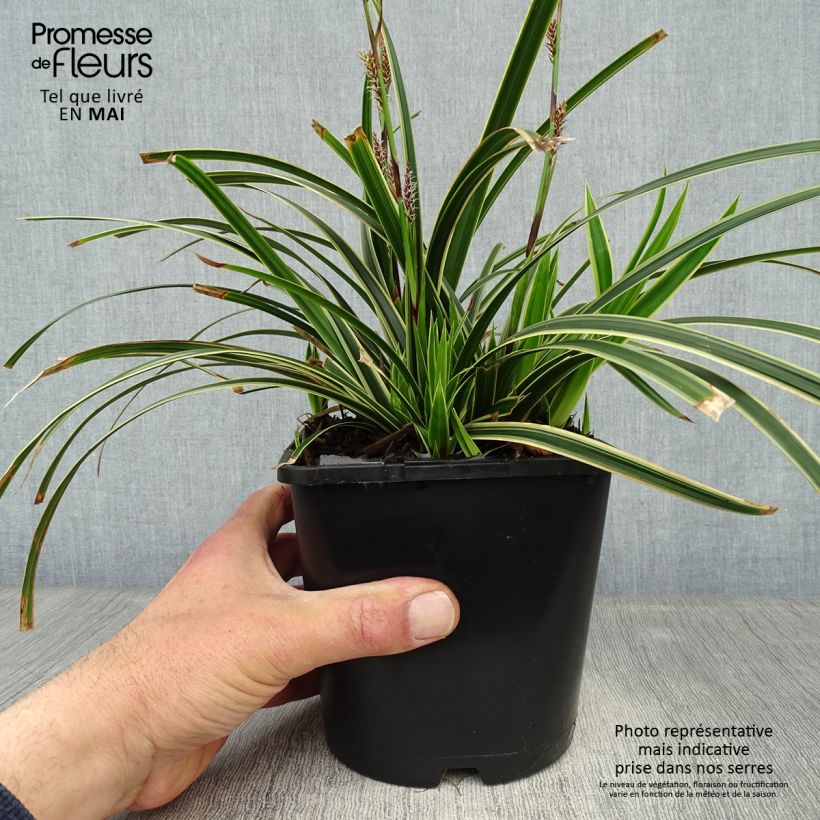 Carex morrowii Ice Dance - Carice variegato Vaso da 2L/3L esemplare consegnato in primavera