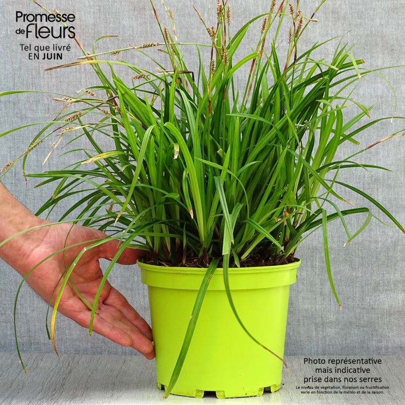 Esemplare di Carex morrowii subsp. foliosissima Irish Green - Carice Vaso da 2L/3L consegnato in estate