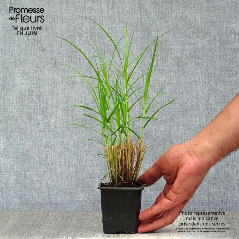 Esemplare di Carex muskingumensis - Carice palma Vasetto da 8/9 cm consegnato in estate
