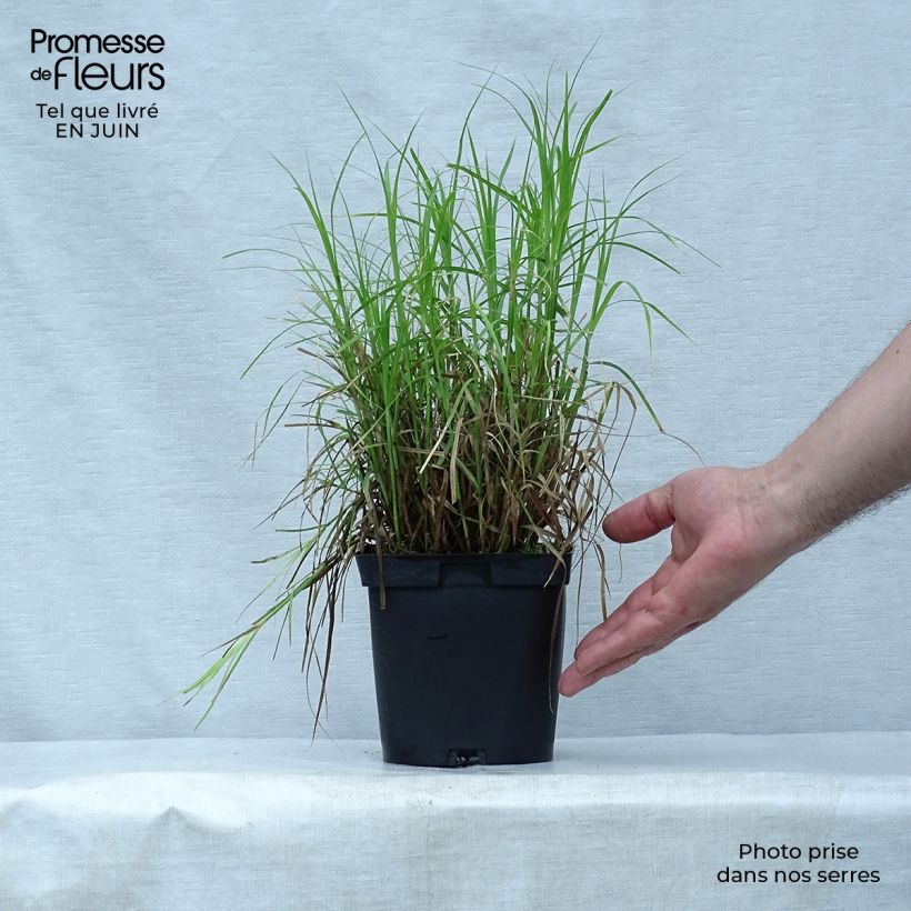 Esemplare di Carex muskingumensis - Carice palma Vaso da 2L/3L consegnato in estate
