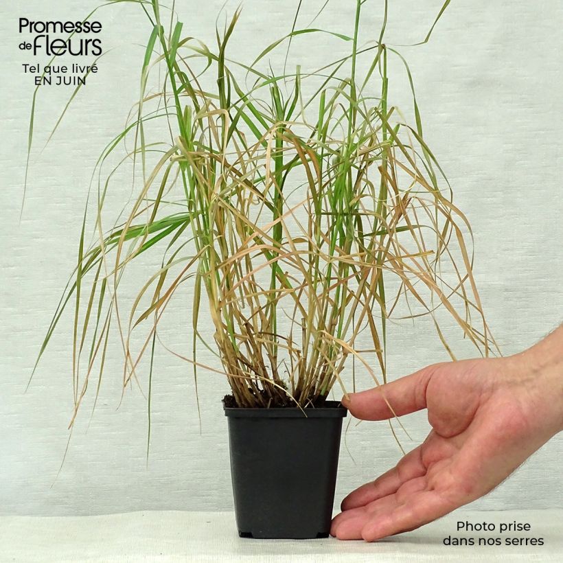 Esemplare di Carex muskingumensis Silberstreif - Carice palma Vasetto da 8/9 cm consegnato in estate