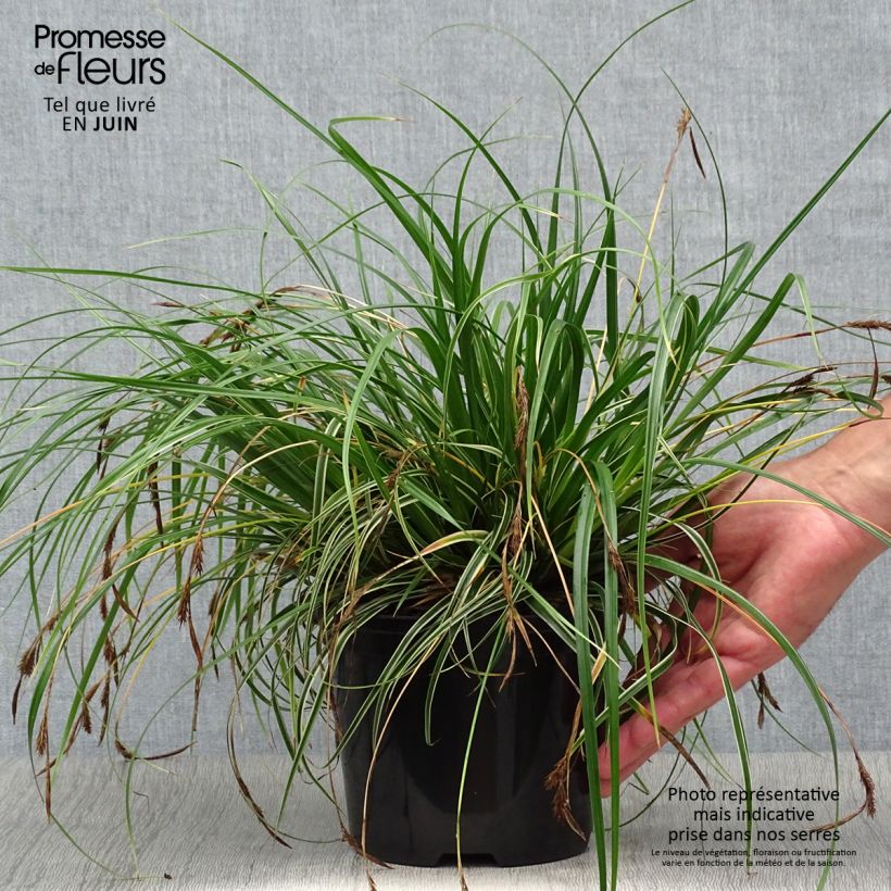 Esemplare di Carex oshimensis Evercream - Carice giapponese Vaso da 2L/3L consegnato in estate